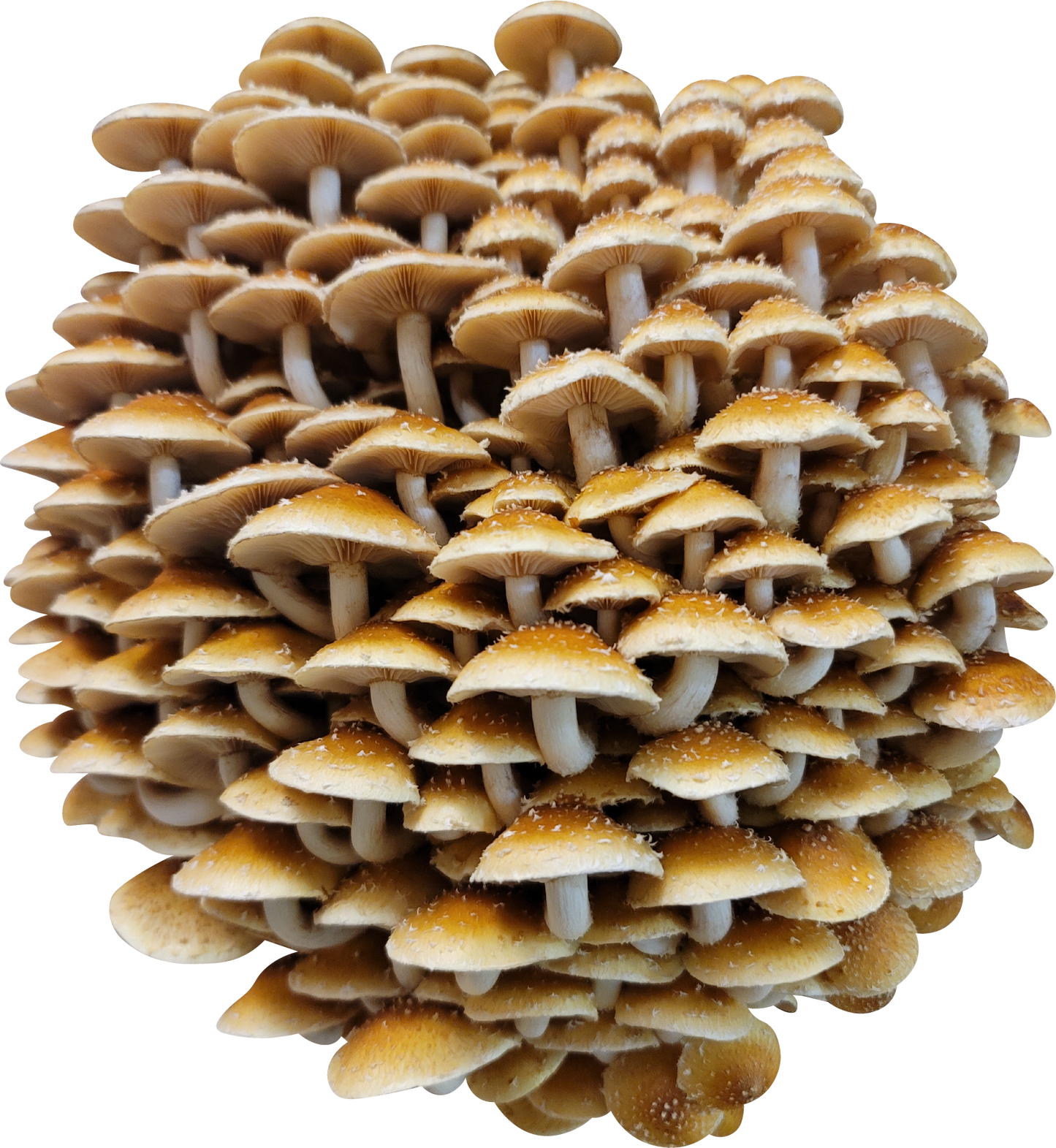 Variety Pack Dried Mushrooms