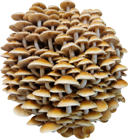 Variety Pack Dried Mushrooms