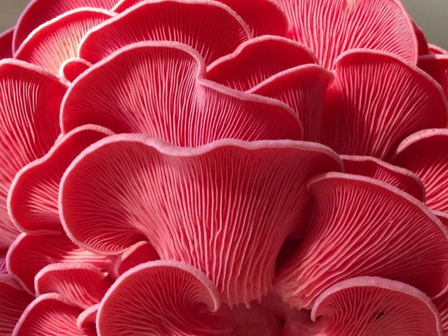 Variety Pack Dried Mushrooms