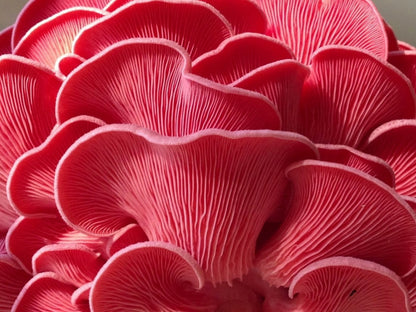 Variety Pack Dried Mushrooms