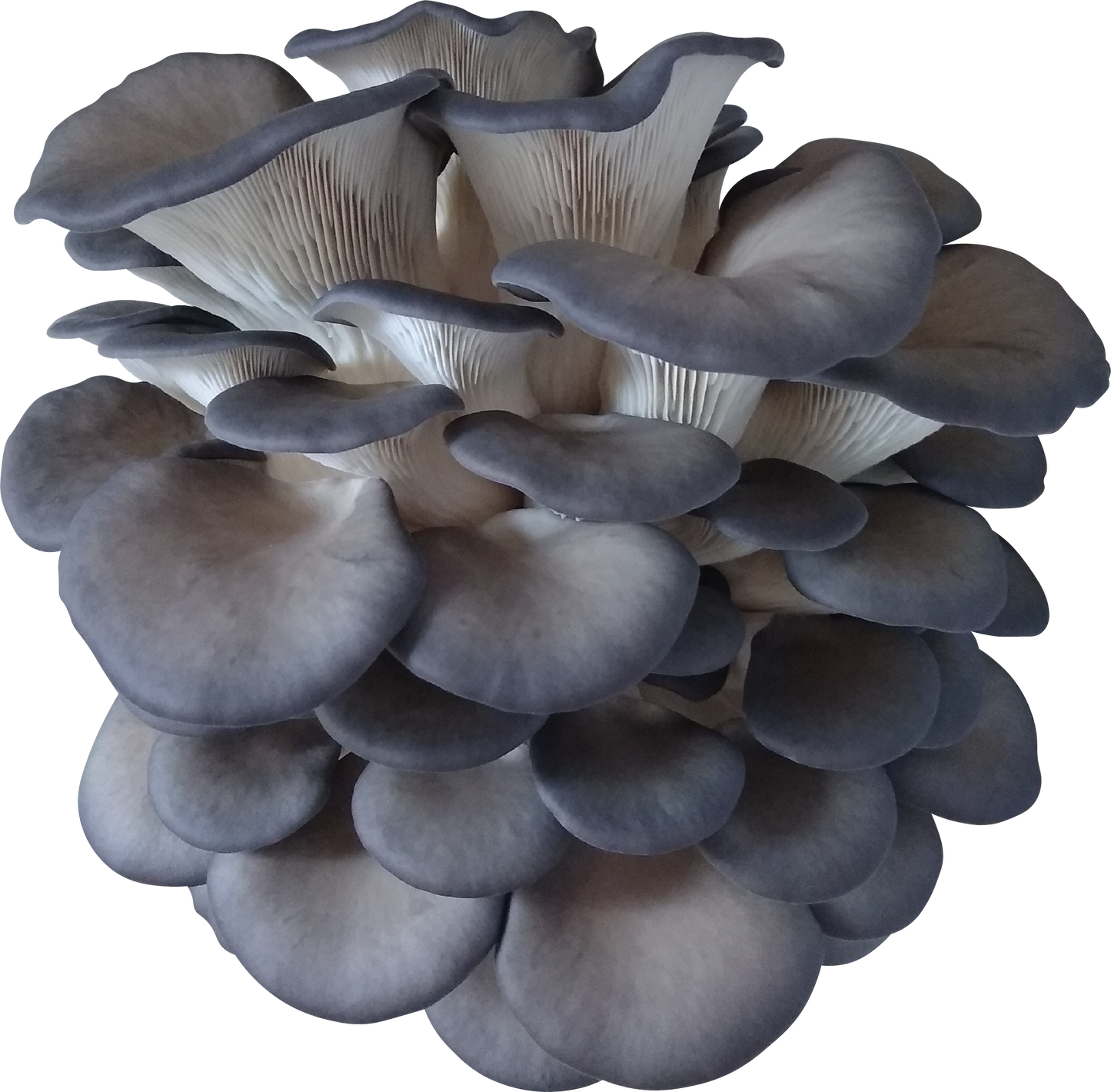Variety Pack Dried Mushrooms