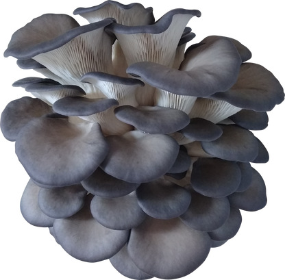 Variety Pack Dried Mushrooms