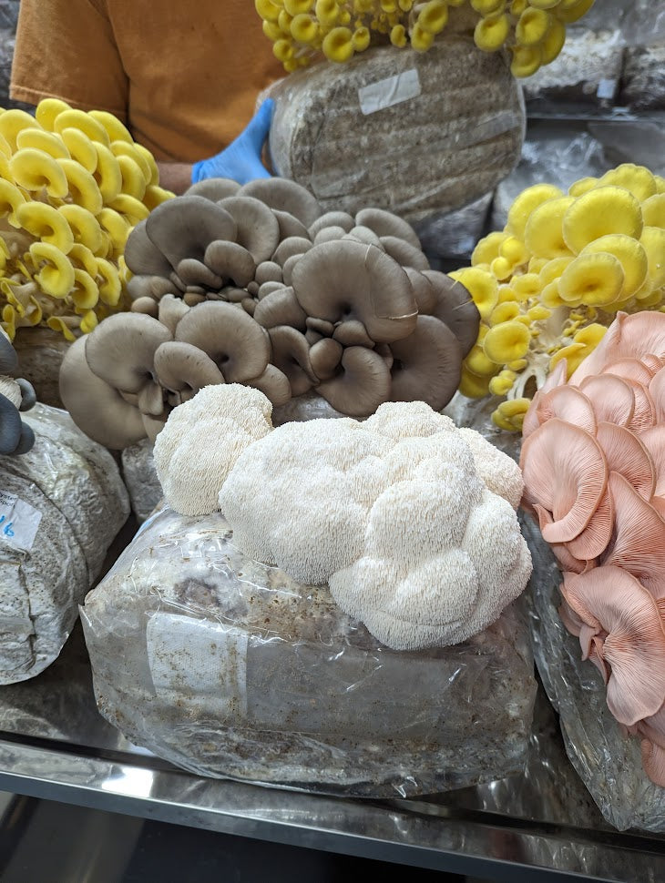 Variety Pack Dried Mushrooms