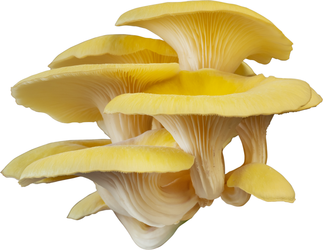 Variety Pack Dried Mushrooms