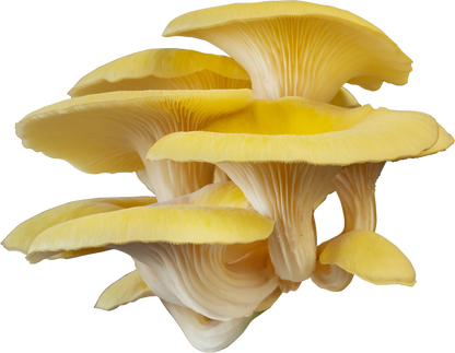 Variety Pack Dried Mushrooms